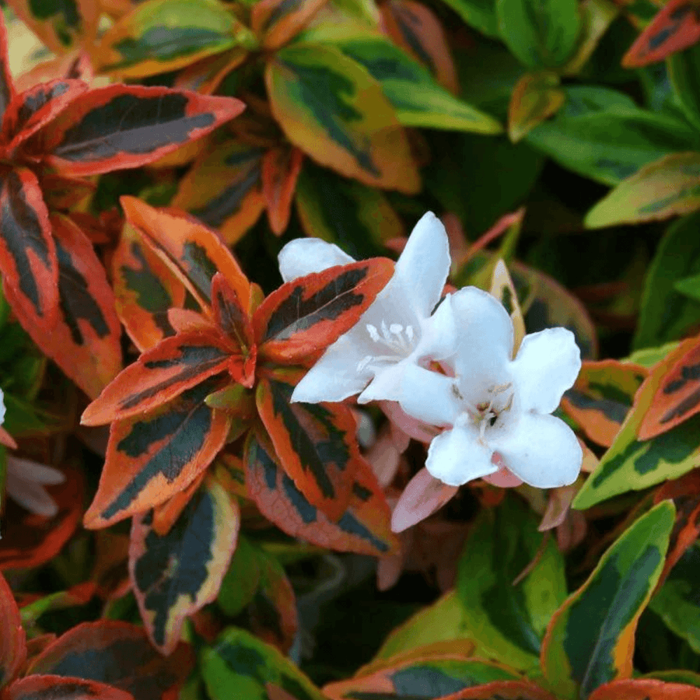 Abélia à grandes fleurs 'Kaleidoscope' - Abelia grandiflora 'Kaleidoscope' - FLEURANDIE