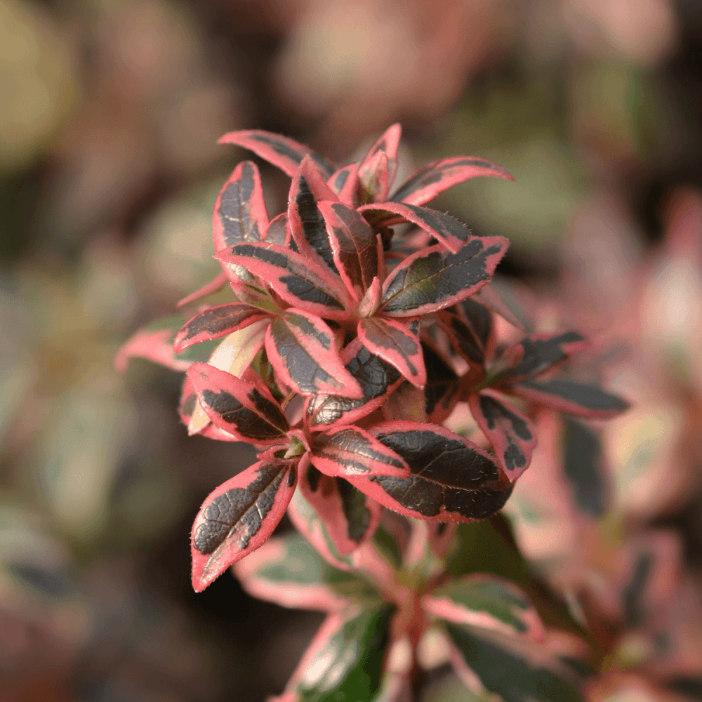 Abélia à grandes fleurs 'Kaleidoscope' - Abelia grandiflora 'Kaleidoscope' - FLEURANDIE