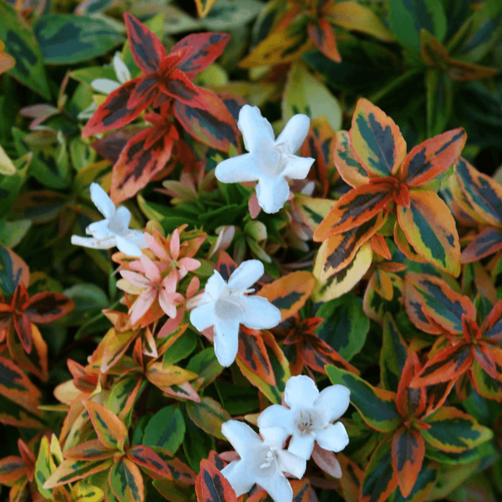 Abélia à grandes fleurs 'Kaleidoscope' - Abelia grandiflora 'Kaleidoscope' - FLEURANDIE