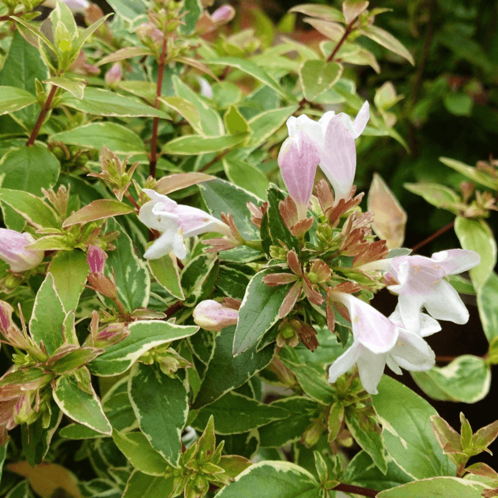 Abélia à grandes fleurs 'Lucky Lots' - Abelia grandiflora 'Lucky Lots' - FLEURANDIE