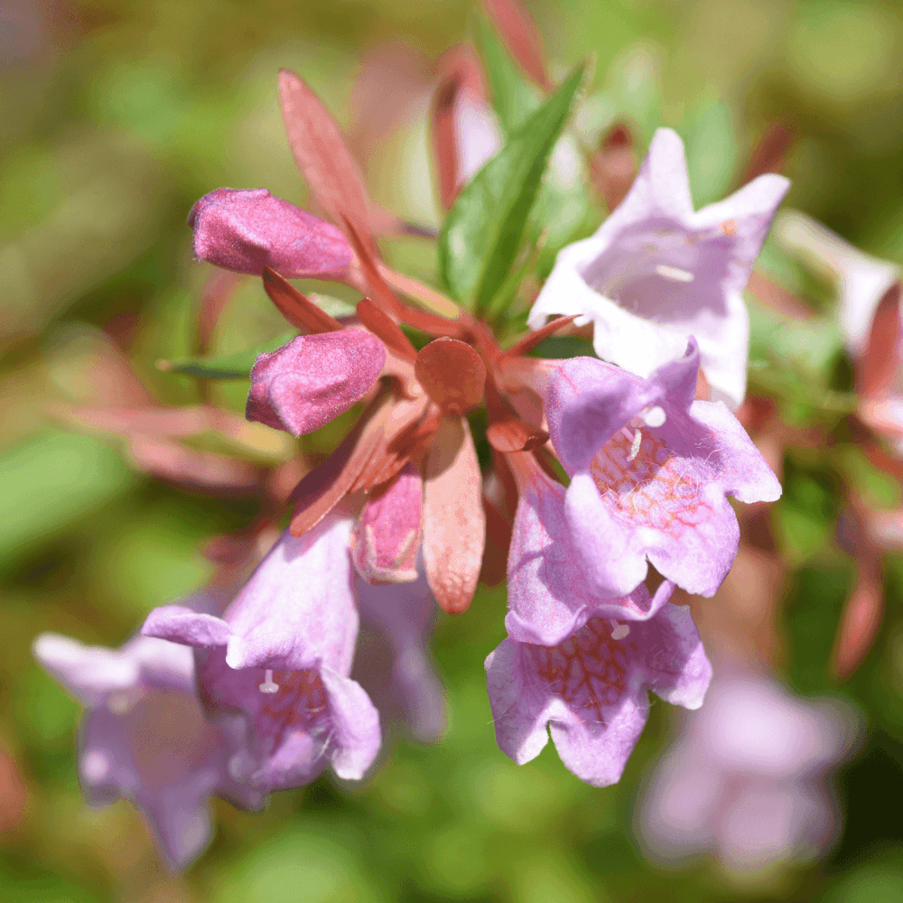 Abélia 'Edward Goucher' - Abelia 'Edward gouchers' - FLEURANDIE