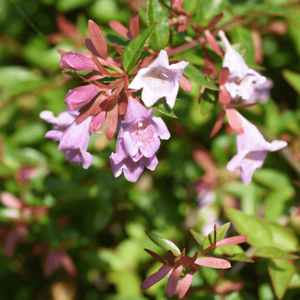 Abélia 'Edward Goucher' - Abelia 'Edward gouchers' - FLEURANDIE