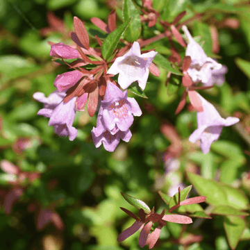 Abélia 'Edward Goucher' - Abelia 'Edward gouchers'