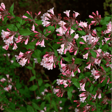 Abélia 'Edward Goucher' - Abelia 'Edward gouchers'