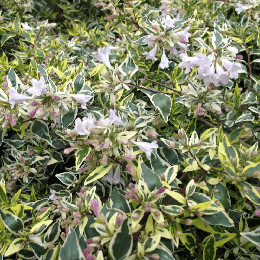 Abélia panaché 'Hopley' - Abelia grandiflora 'Hopley' - FLEURANDIE