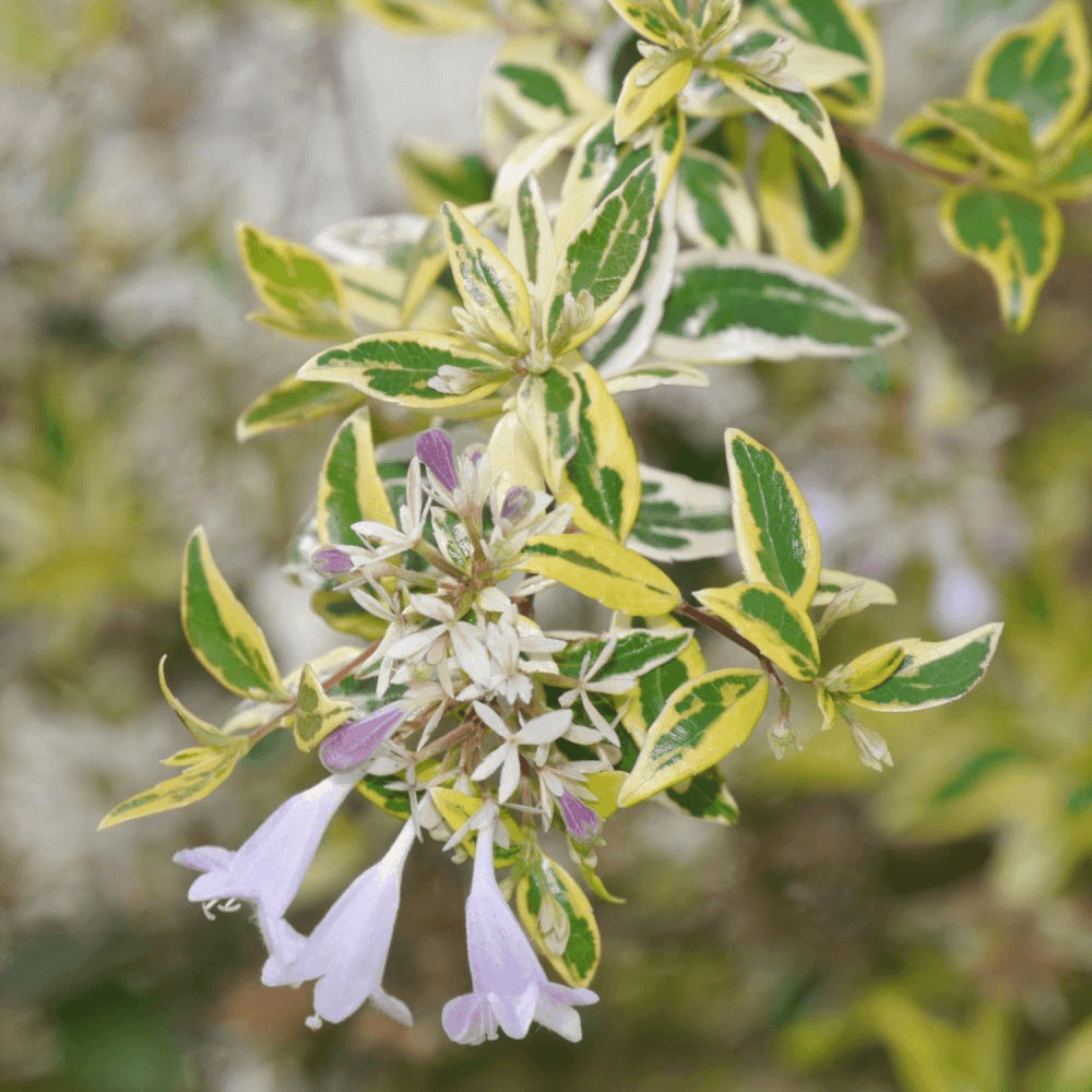 Abélia panaché 'Hopley' - Abelia grandiflora 'Hopley' - FLEURANDIE