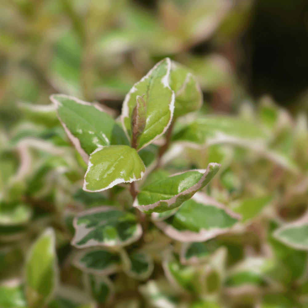 Abélia panaché 'Hopley' - Abelia grandiflora 'Hopley' - FLEURANDIE