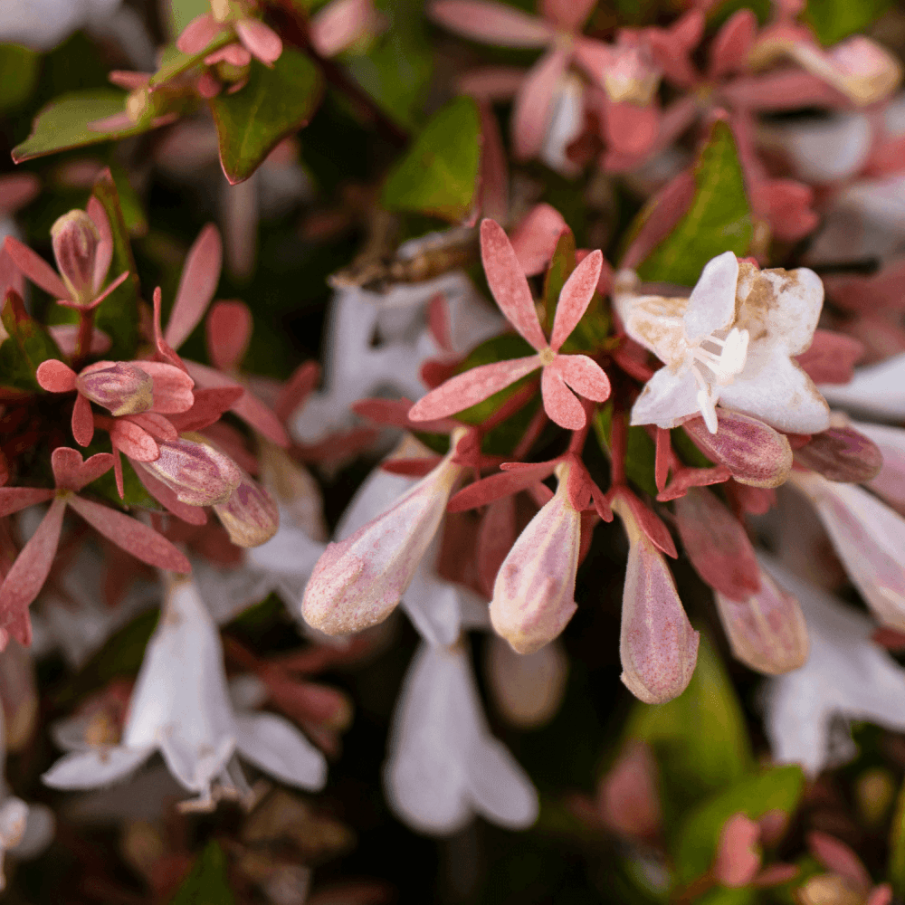 Abélia 'Sunshine Daydream' - Abelia x grandiflora 'Sunshine Daydream' - FLEURANDIE