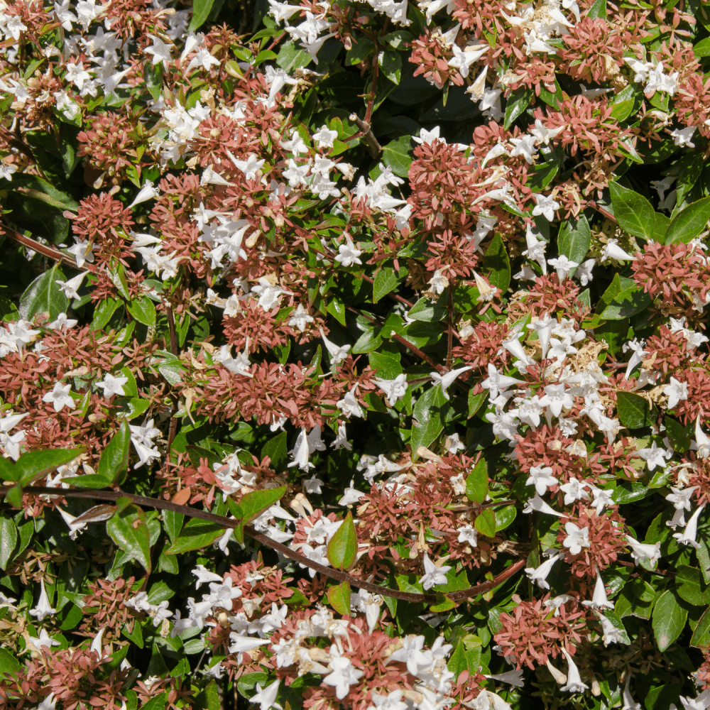 Abélia 'Sunshine Daydream' - Abelia x grandiflora 'Sunshine Daydream' - FLEURANDIE