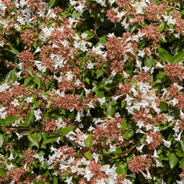 Abélia 'Sunshine Daydream' - Abelia x grandiflora 'Sunshine Daydream'