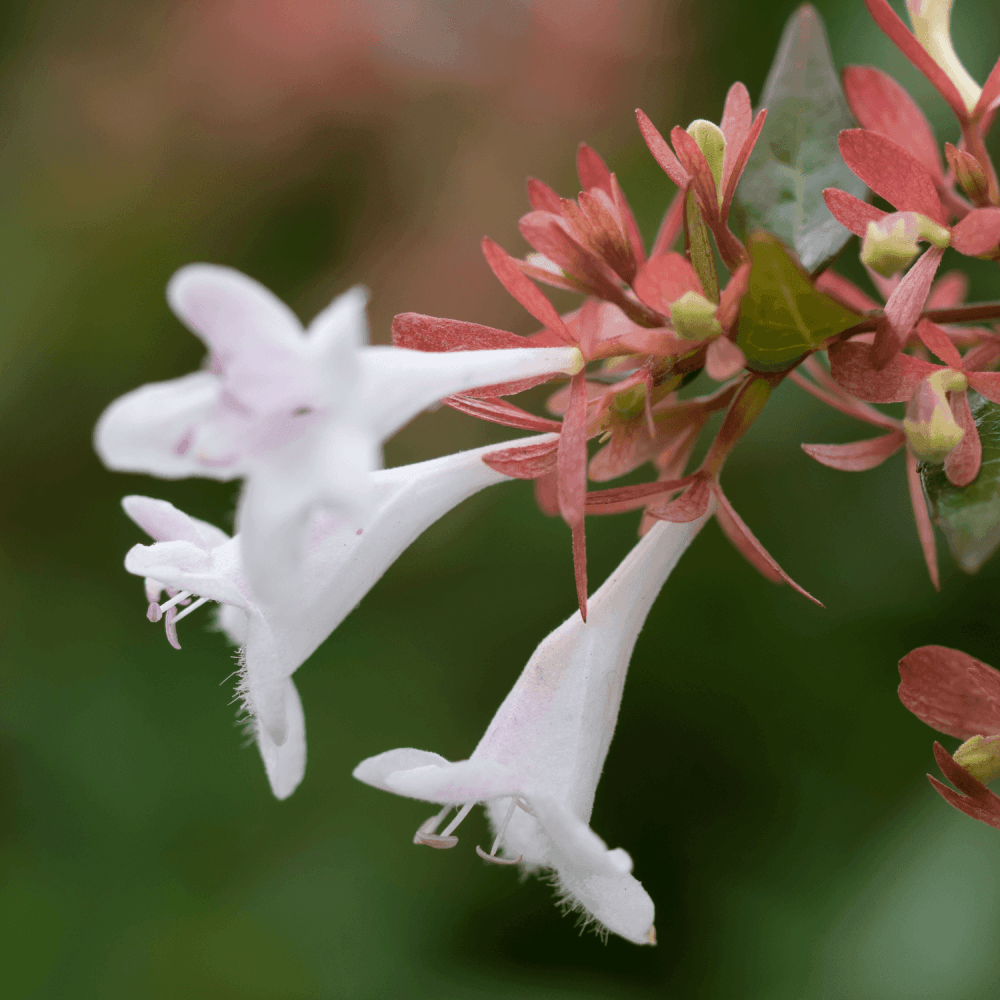 Abélia 'Sunshine Daydream' - Abelia x grandiflora 'Sunshine Daydream' - FLEURANDIE