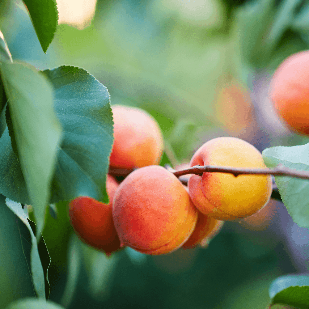 Abricotier 'Bergeron' - Prunus armeniaca 'Bergeron' - FLEURANDIE