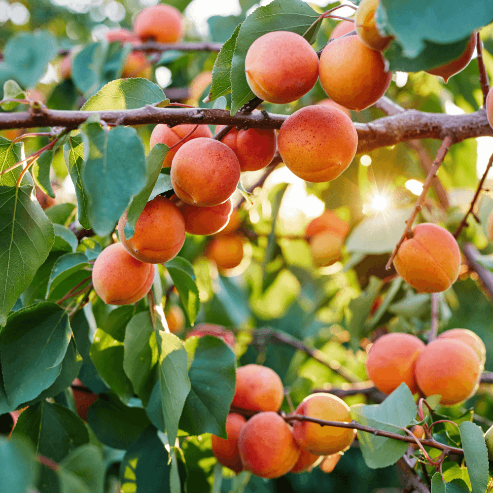 Abricotier 'Bergeron' - Prunus armeniaca 'Bergeron' - FLEURANDIE