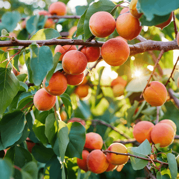 Abricotier 'Bergeron' - Prunus armeniaca 'Bergeron'