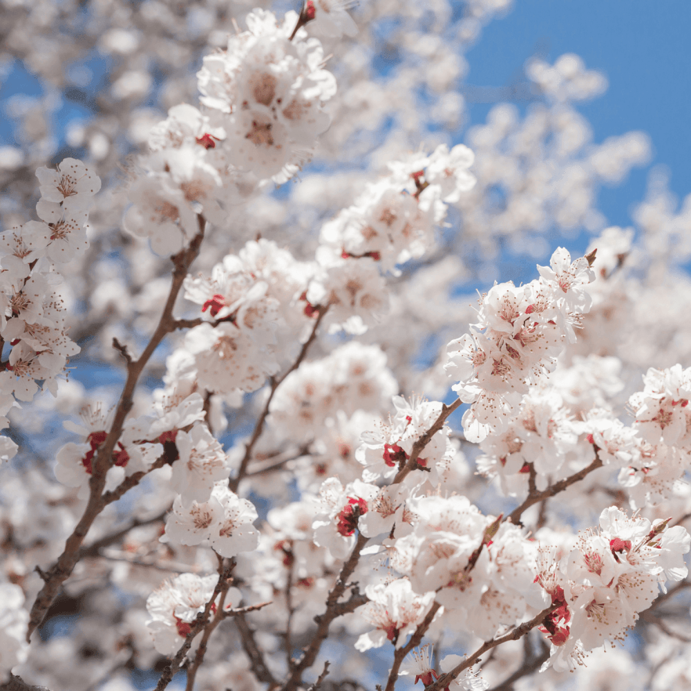 Abricotier 'Bergeron' - Prunus armeniaca 'Bergeron' - FLEURANDIE