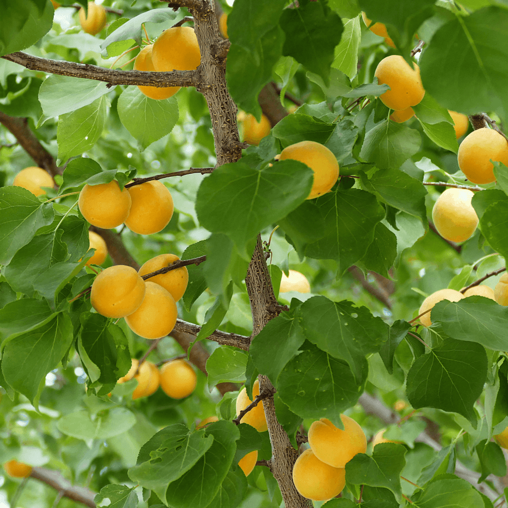 Abricotier 'Polonais' - Prunus armeniaca 'Polonais' - FLEURANDIE