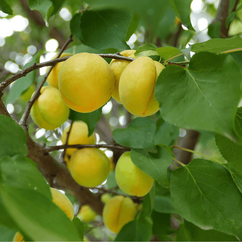 Abricotier 'Polonais' - Prunus armeniaca 'Polonais' - FLEURANDIE