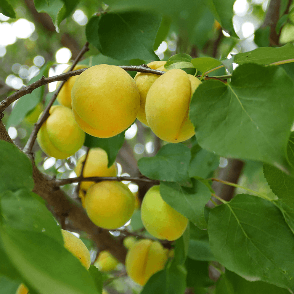 Abricotier 'Polonais' - Prunus armeniaca 'Polonais' - FLEURANDIE