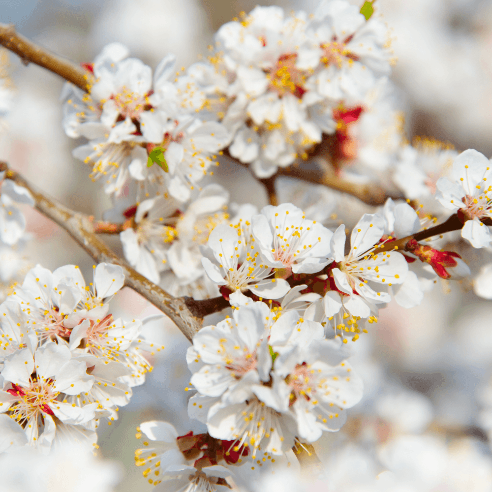 Abricotier 'Polonais' - Prunus armeniaca 'Polonais' - FLEURANDIE