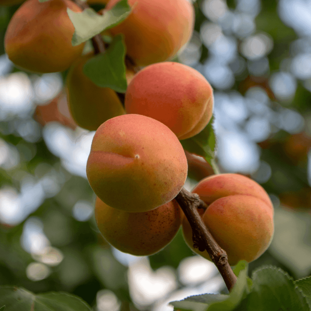 Abricotier 'Rouge du Roussillon'- Prunus armeniaca 'Rouge du Roussillon' - FLEURANDIE