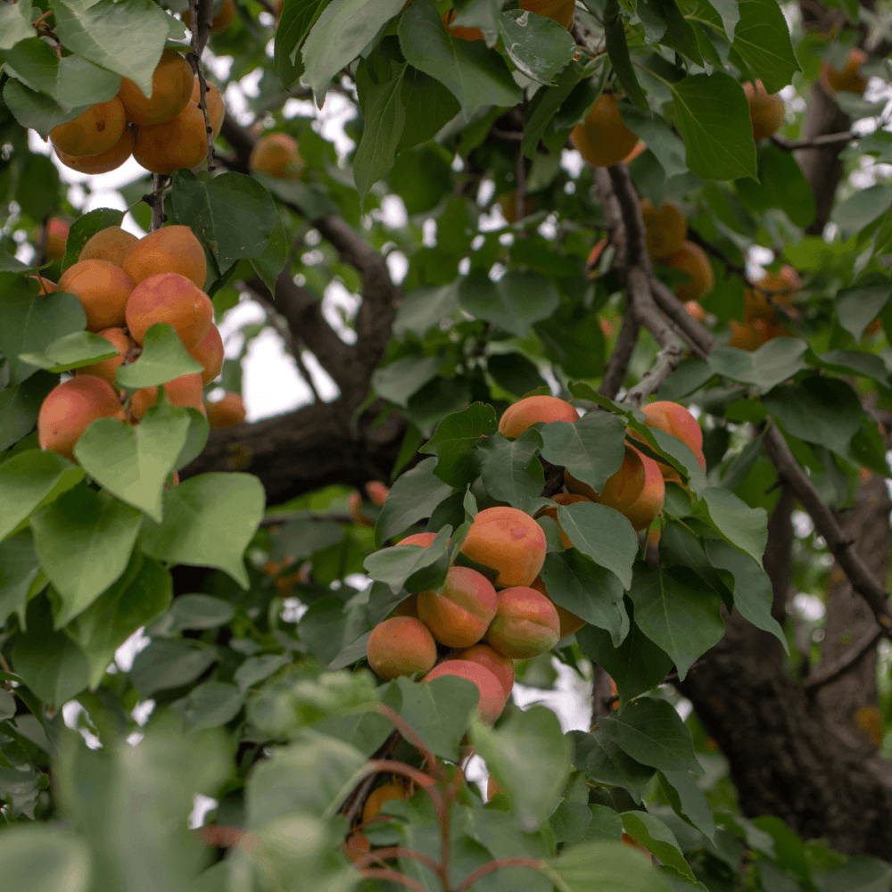 Abricotier 'Rouge du Roussillon'- Prunus armeniaca 'Rouge du Roussillon' - FLEURANDIE