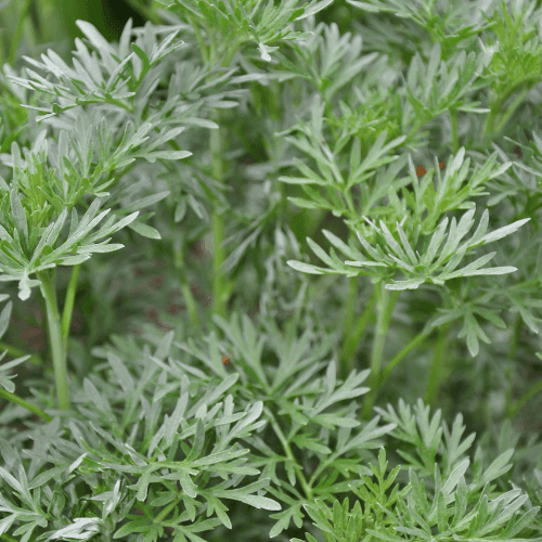 Absinthe - Artemisia absinthium - FLEURANDIE