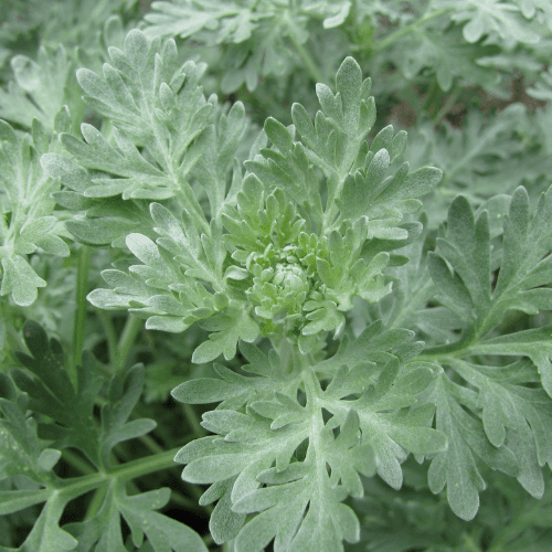 Absinthe - Artemisia absinthium - FLEURANDIE