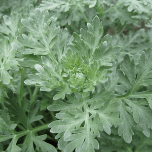 Absinthe - Artemisia absinthium - FLEURANDIE