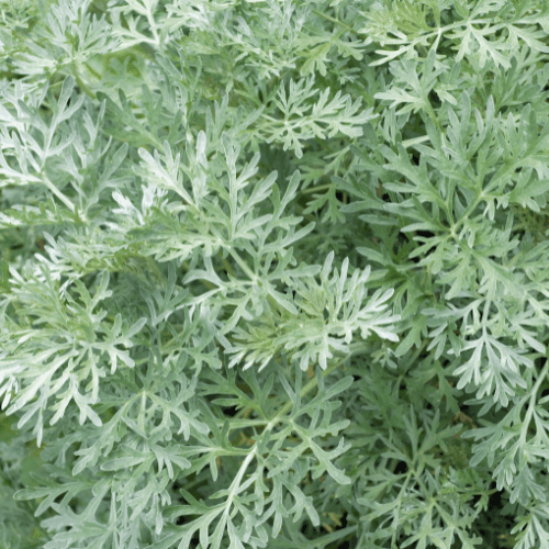 Absinthe - Artemisia absinthium - FLEURANDIE