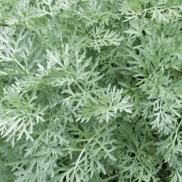 Absinthe - Artemisia absinthium