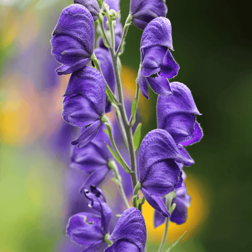 Aconit napel - Aconitum napellus - FLEURANDIE