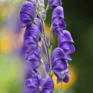 Aconit napel - Aconitum napellus - FLEURANDIE