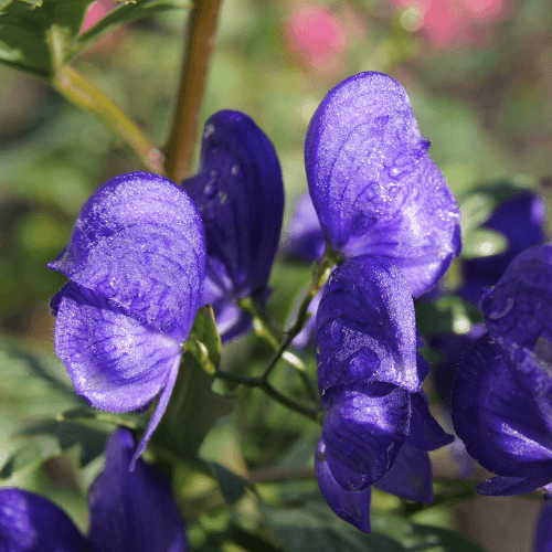 Aconit napel - Aconitum napellus - FLEURANDIE