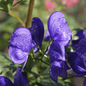Aconit napel - Aconitum napellus - FLEURANDIE