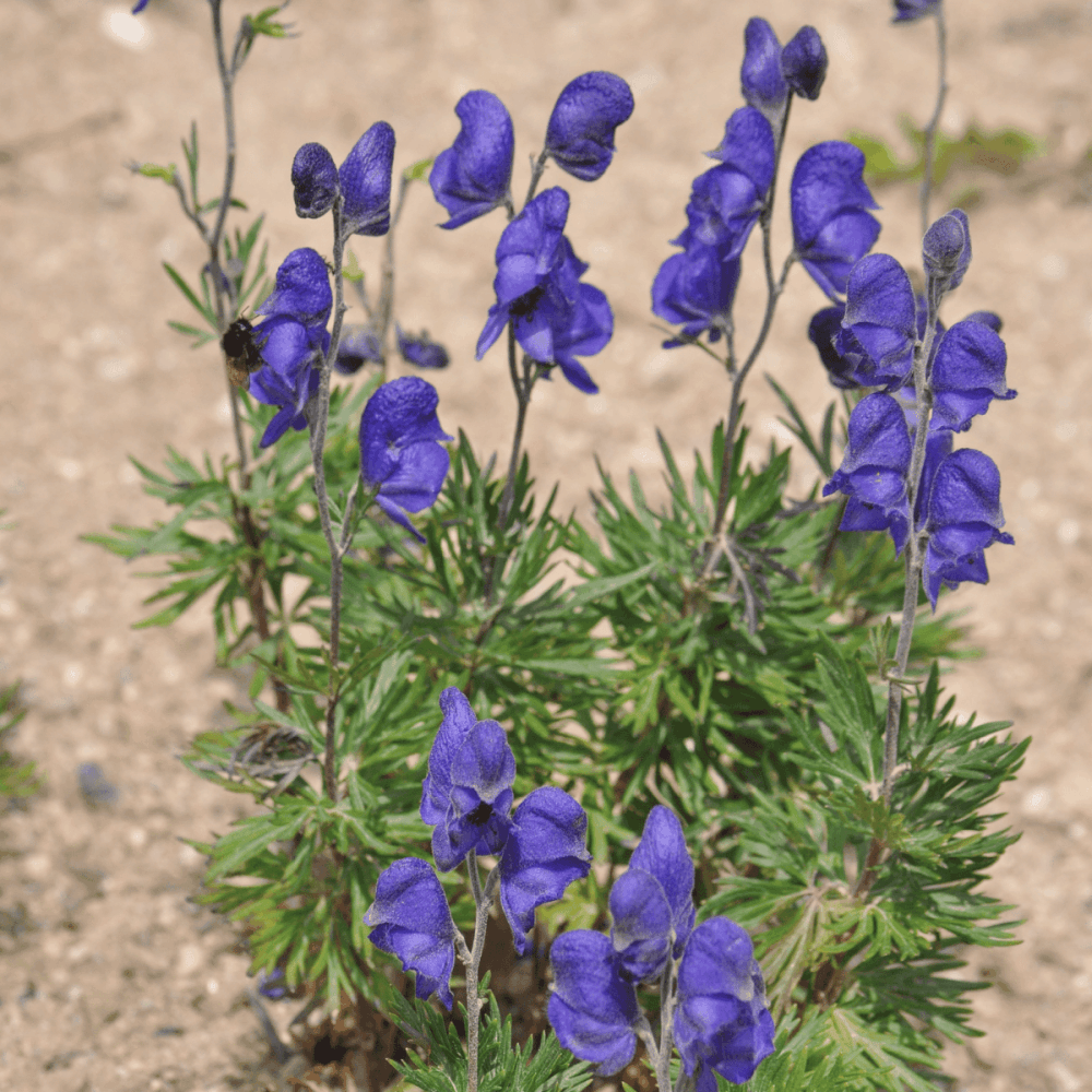 Aconit napel - Aconitum napellus - FLEURANDIE