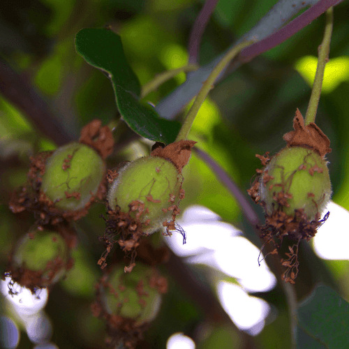 Actinidier panaché - Actinidia kolomikta - FLEURANDIE