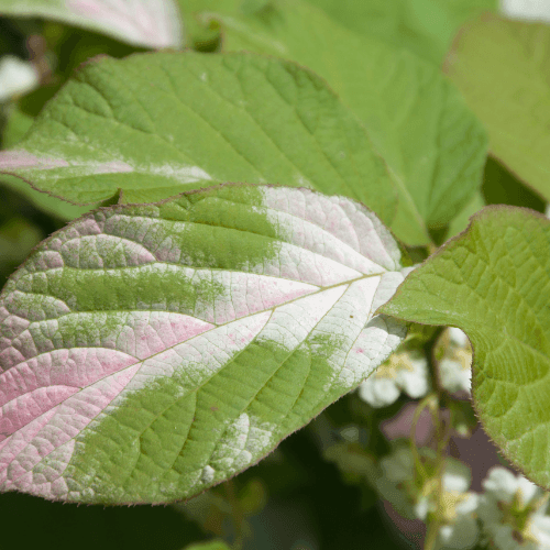 Actinidier panaché - Actinidia kolomikta - FLEURANDIE