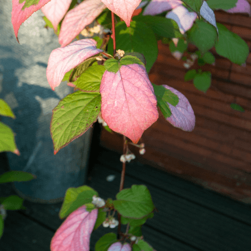 Actinidier panaché - Actinidia kolomikta - FLEURANDIE