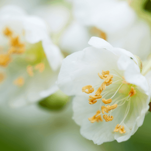 Actinidier panaché - Actinidia kolomikta - FLEURANDIE