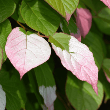 Actinidier panaché - Actinidia kolomikta