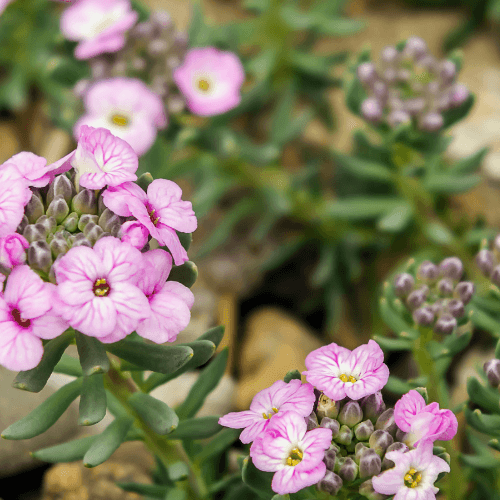 Aéthionema d'Arménie 'Warley Rose' - Aethionema armenum 'warley rose' - FLEURANDIE