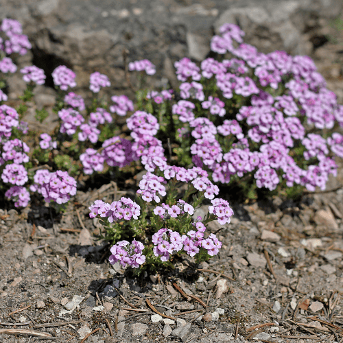 Aéthionema d'Arménie 'Warley Rose' - Aethionema armenum 'warley rose' - FLEURANDIE