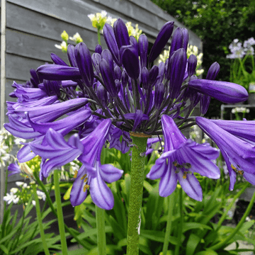 Agapanthe 'Black Pantha' -  Agapanthus 'Black Pantha'