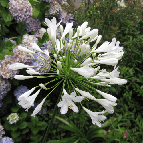 Agapanthe d'Afrique blanche - Agapanthus umbellatus 'Alba' - FLEURANDIE