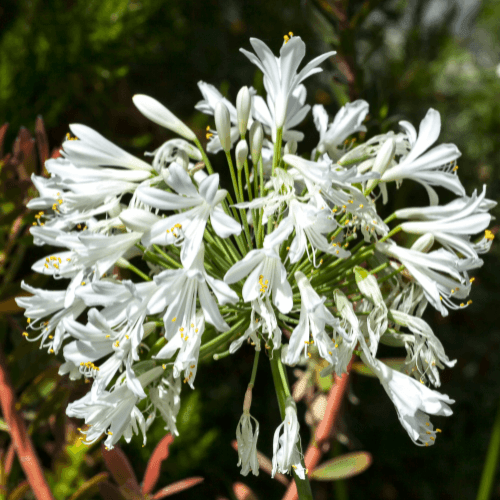 Agapanthe d'Afrique blanche - Agapanthus umbellatus 'Alba' - FLEURANDIE