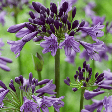 Agapanthe d'Afrique 'Poppin Purple' - Agapanthus Africanus Poppin Purple