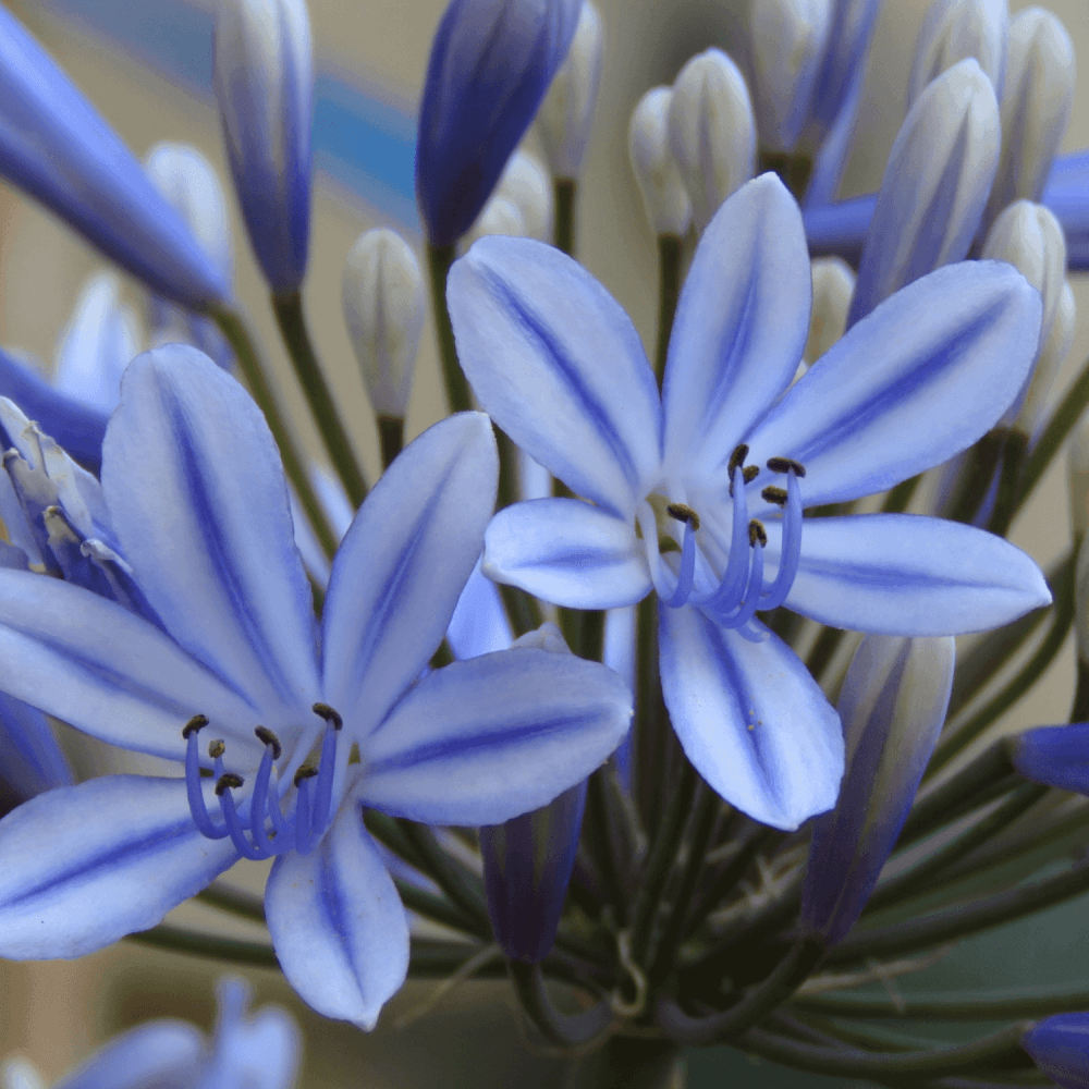 Agapanthe 'Dr Brouwer' - Agapanthus 'Dr Brouwer' - FLEURANDIE