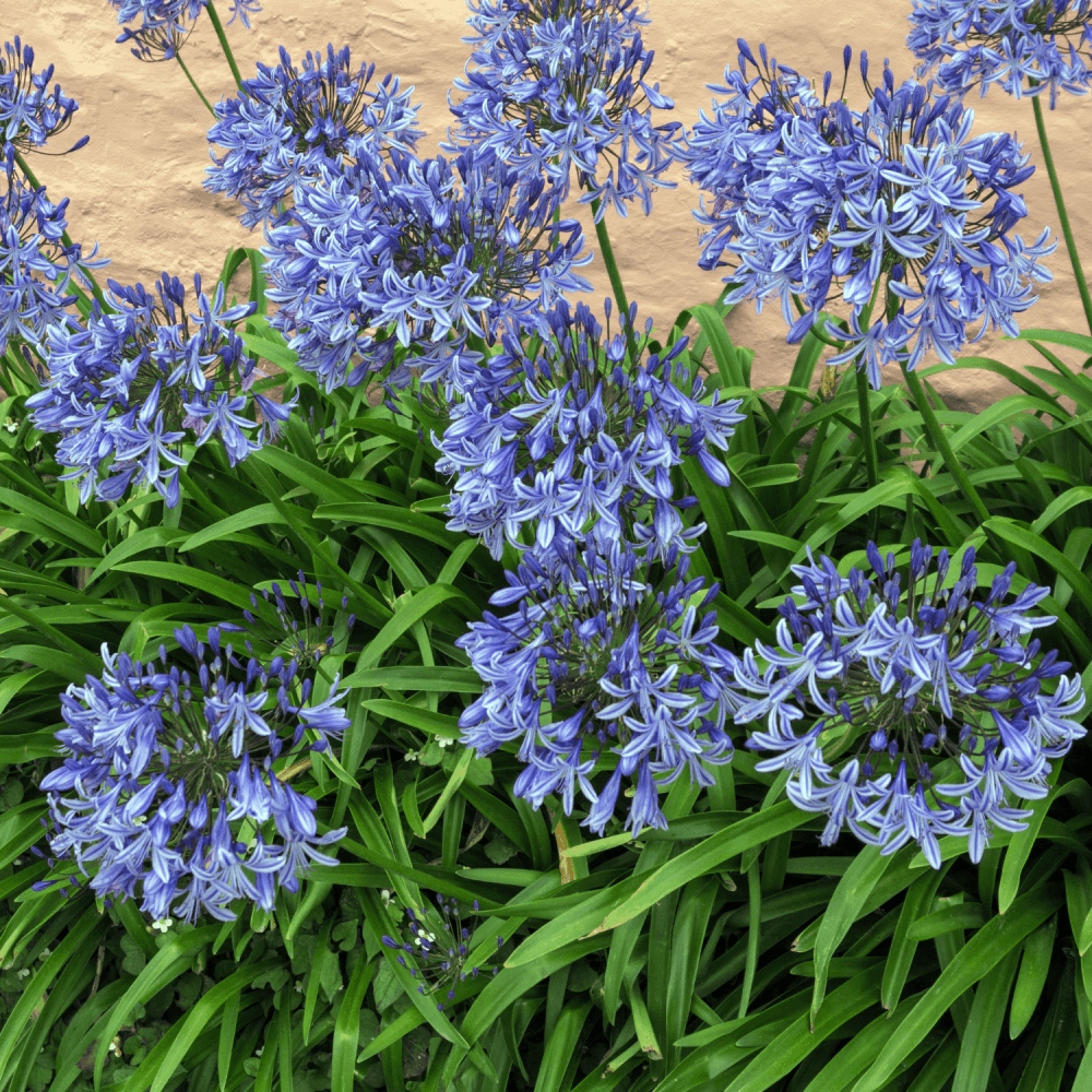 Agapanthe 'Dr Brouwer' - Agapanthus 'Dr Brouwer' - FLEURANDIE