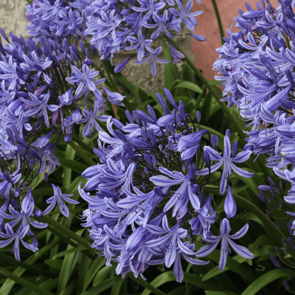 Agapanthe 'Poppin Pourpre' - Agapanthus 'Poppin Pourpre' - FLEURANDIE