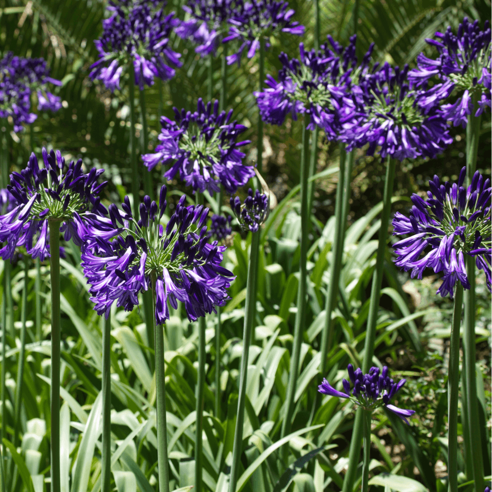 Agapanthe 'Poppin Pourpre' - Agapanthus 'Poppin Pourpre' - FLEURANDIE